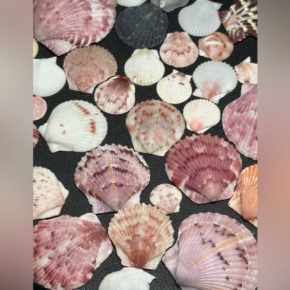 50 Colorful FLORIDA CALICO SCALLOPS SHELLS CRAFTING DIY COLLECTING MIXED LOT - Picture 10 of 17